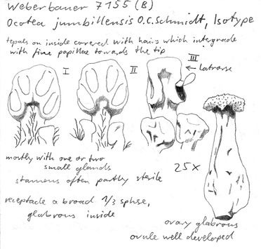 Vorschaubild Ocotea jumbillensis O.C. Schmidt